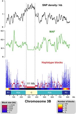 Structural Variations Affecting Genes and Transposable Elements of Chromosome 3B in Wheats